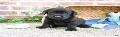 Simon 