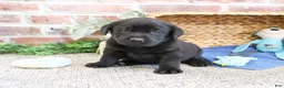 Labrador Retriever dogs for sale: Simon  - Ad 1