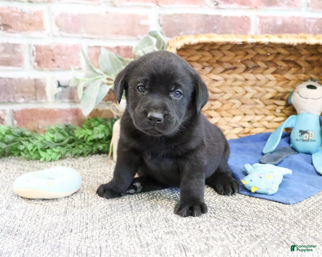 Labrador Retriever dogs for sale: Simon  - Ad 1