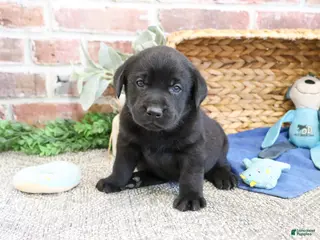 Labrador Retriever dogs Simon - Ad 16