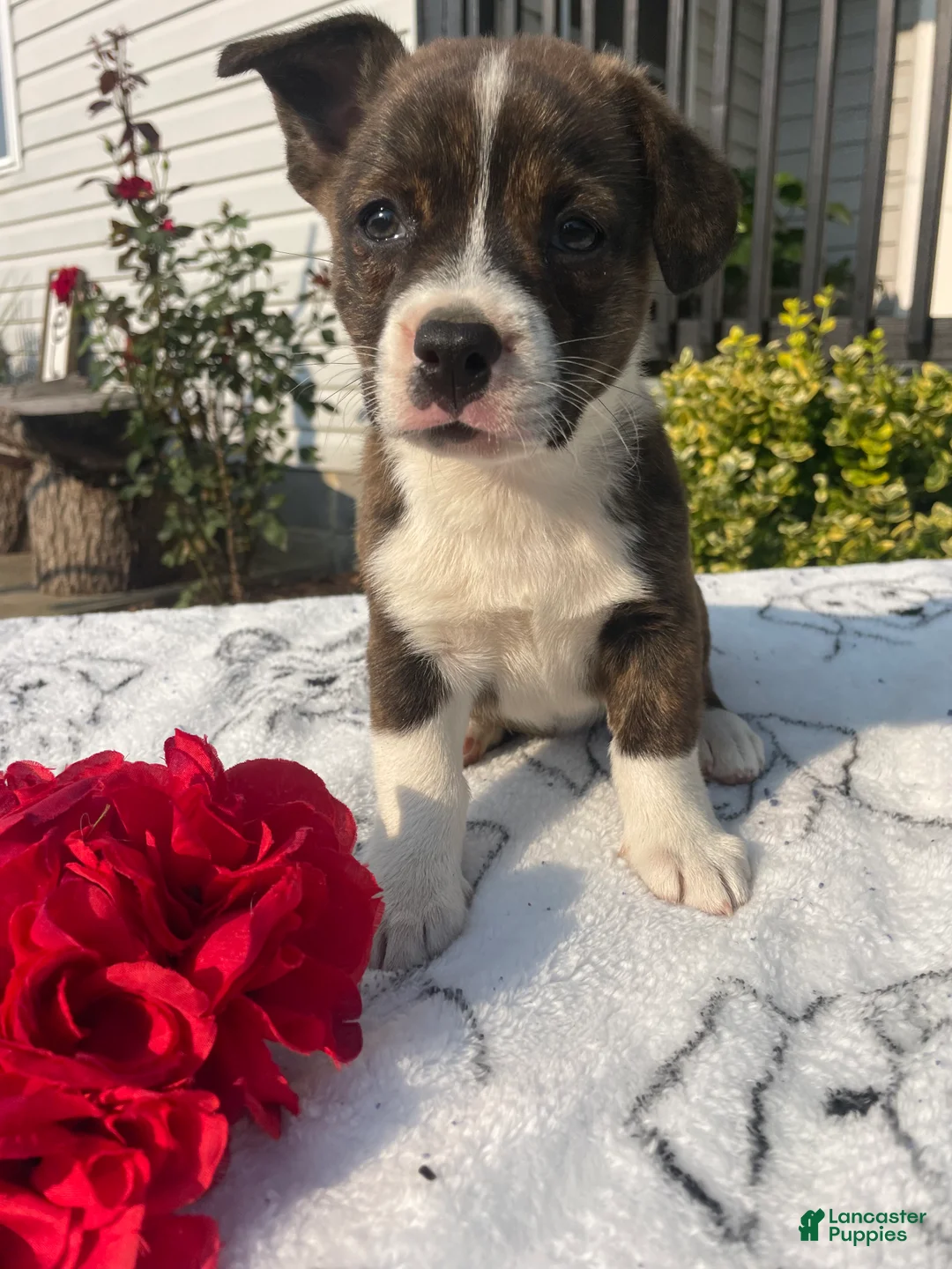 Mixed Breed dogs for sale: Carla - Ad 4