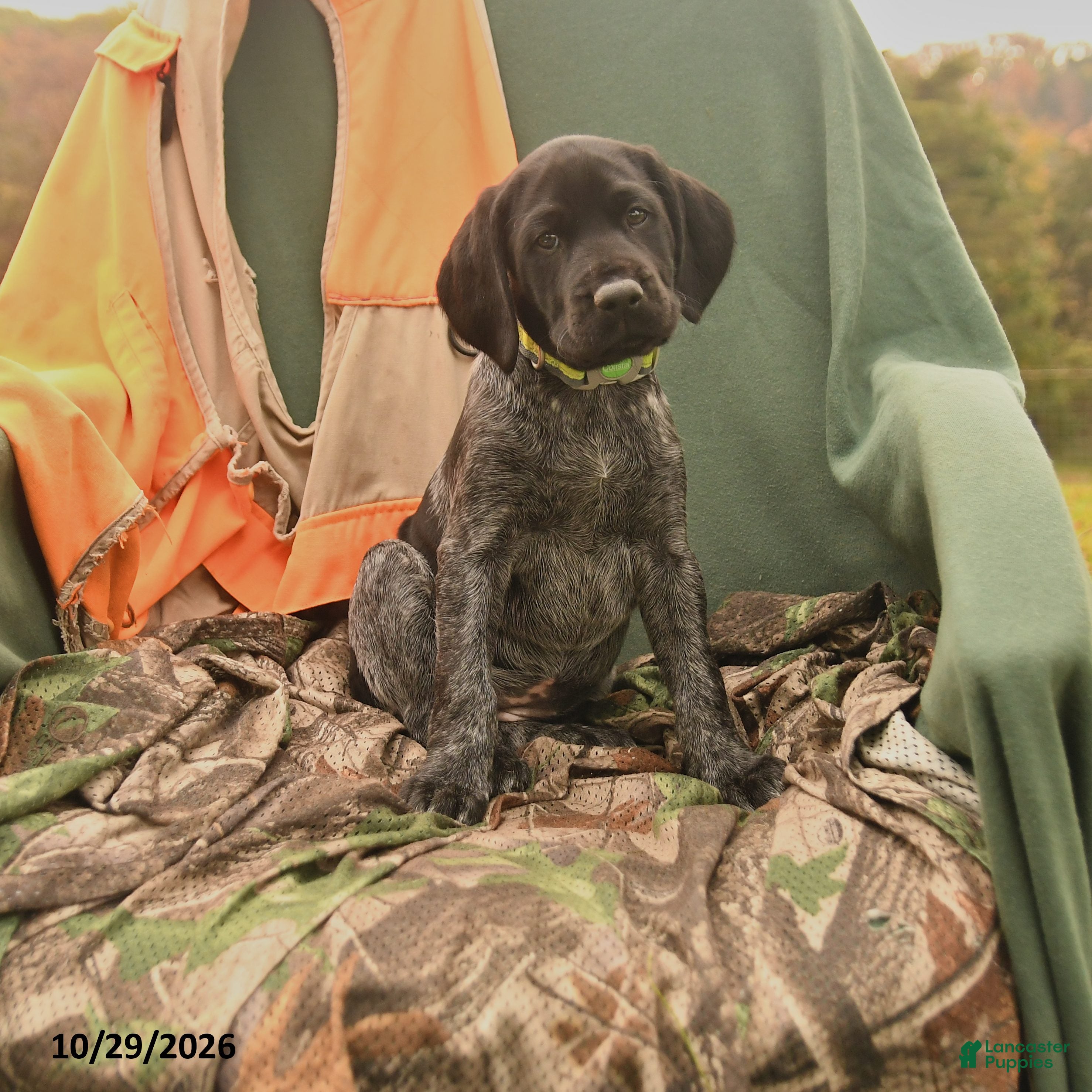 German Shorthaired Pointer dogs for sale: Sable - Ad 1