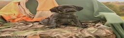 German Shorthaired Pointer dogs for sale: Sable - Ad 1