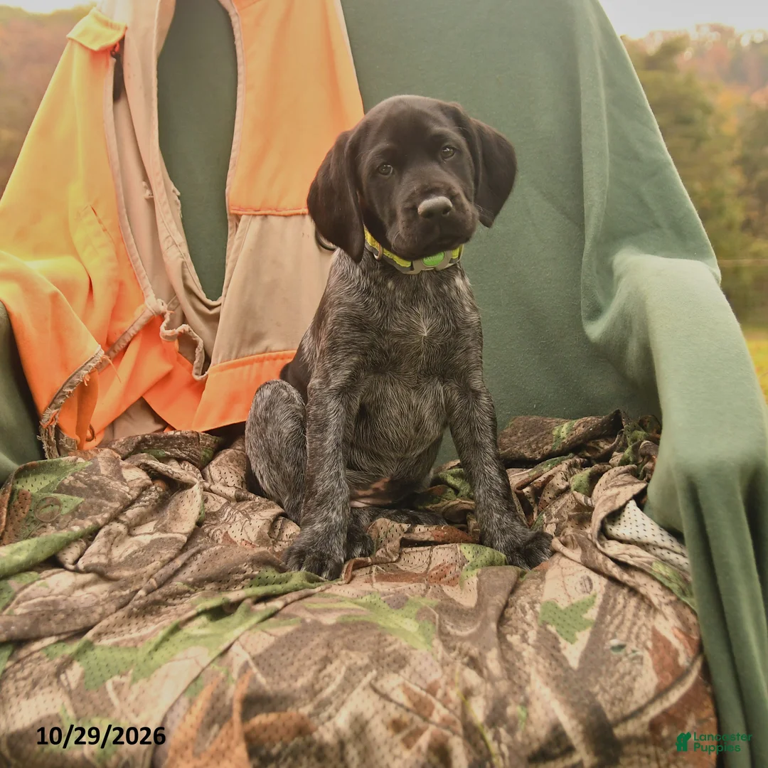 German Shorthaired Pointer dogs for sale: Sable - Ad 1