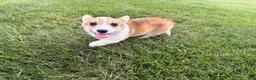 Welsh Corgi Pembroke dogs for sale: SKYLER - Ad 7