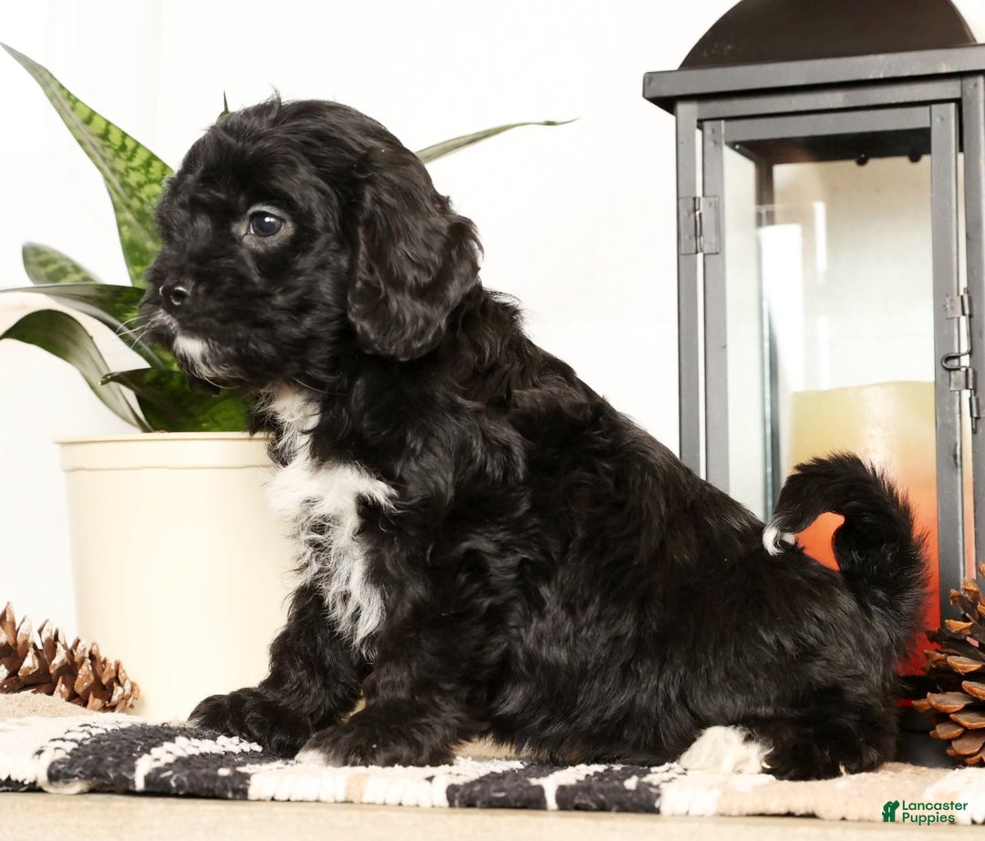 Cavapoo dogs for sale: Sasha - Ad 2