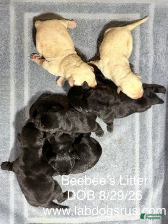 Labrador Retriever dogs Girl 3 - Ad 26