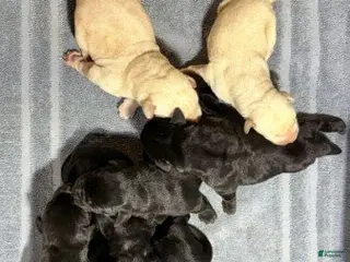 Labrador Retriever dogs Girl 3 - Ad 26