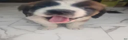 Saint Bernard dogs for sale: Saint Bernard Puppy 2 - Ad 1