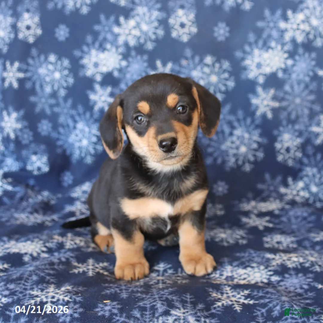 Welsh Corgi Pembroke dogs for sale: Sassy - Ad 1