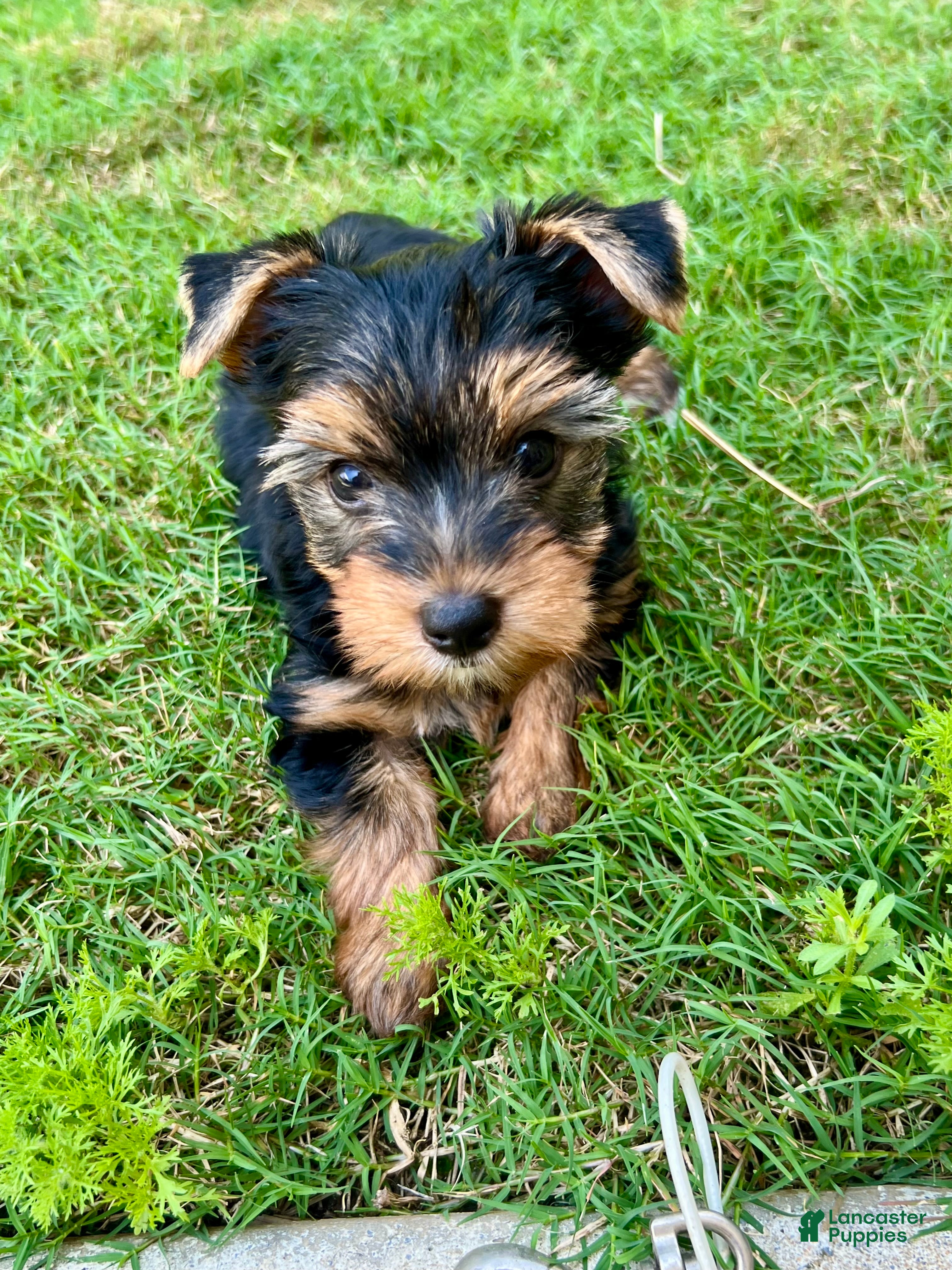 Yorkshire Terrier dogs Rosie - Ad 31