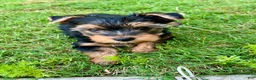 Yorkshire Terrier dogs for sale: Rosie - Ad 1
