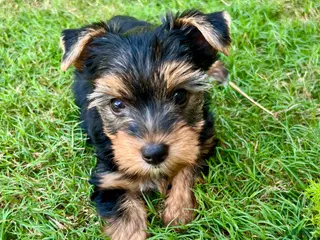 Yorkshire Terrier dogs Rosie - Ad 22