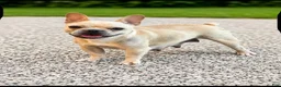 French Bulldog dogs for sale: French Bulldog 1 - Ad 5