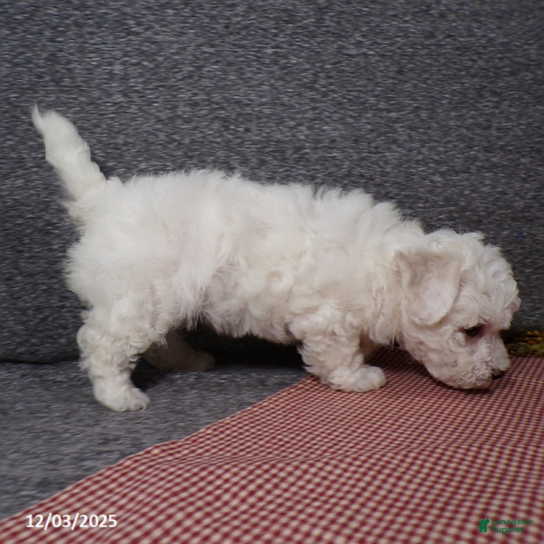 Bichon Frise dogs for sale: Snowy - Ad 5