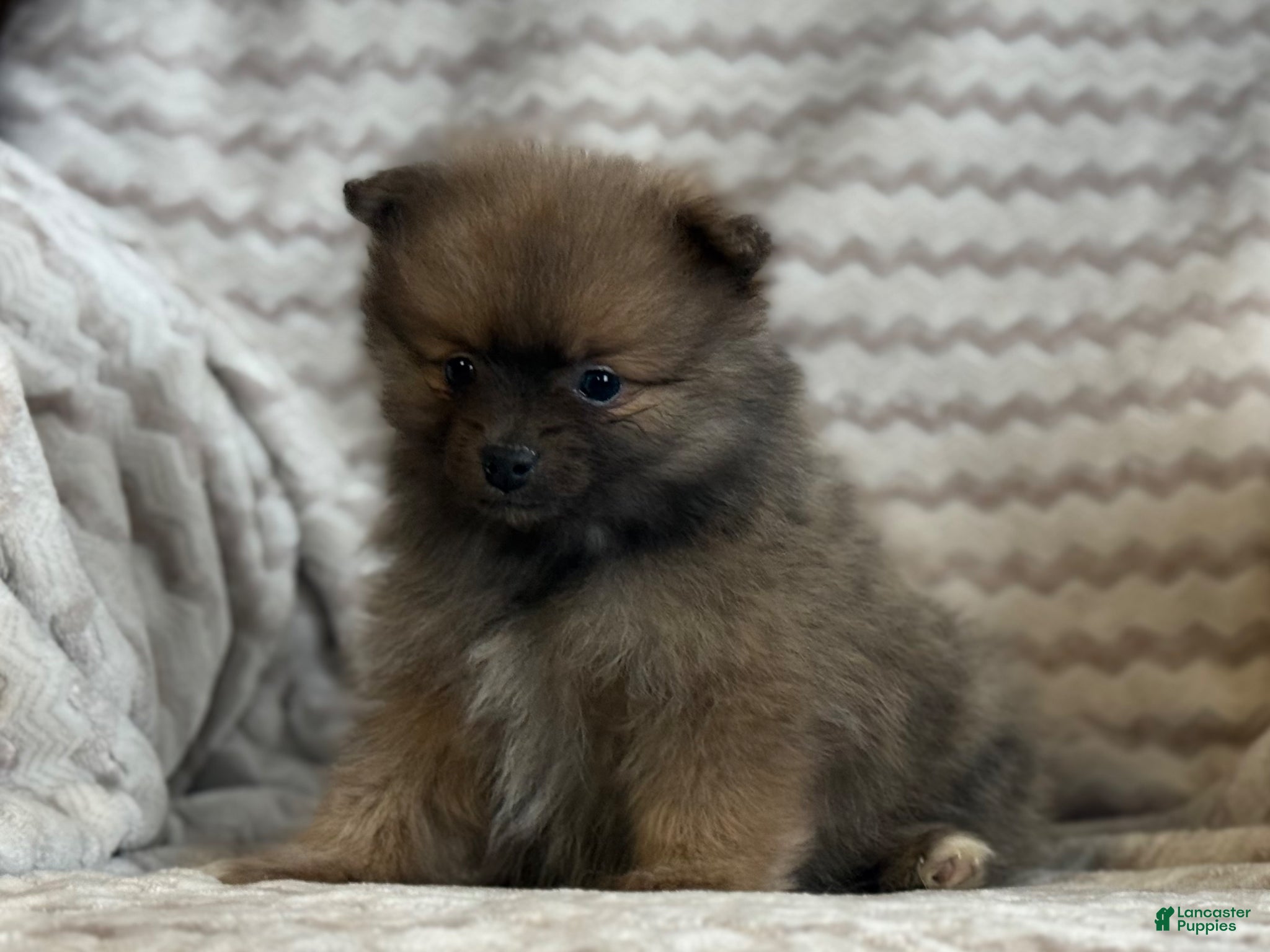 Pomeranian dogs Randy - Ad 2