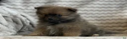 Pomeranian dogs for sale: Randy - Ad 2