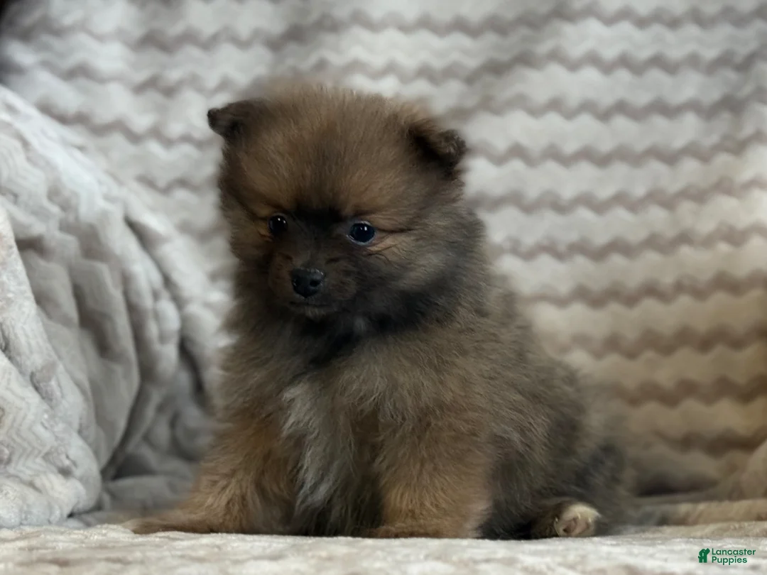 Pomeranian dogs for sale: Randy - Ad 2
