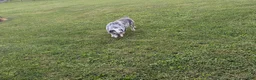 English Bulldog dogs for sale: English Bulldog 1 - Ad 3