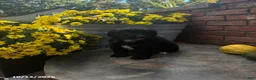 Mini Bernedoodle dogs for sale: Yoyo - Ad 4