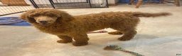 Standard Poodle dogs for sale: Jack - Ad 1