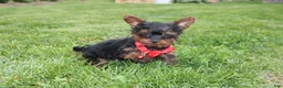 Yorkiepoo dogs for sale: Emmett  - Ad 7
