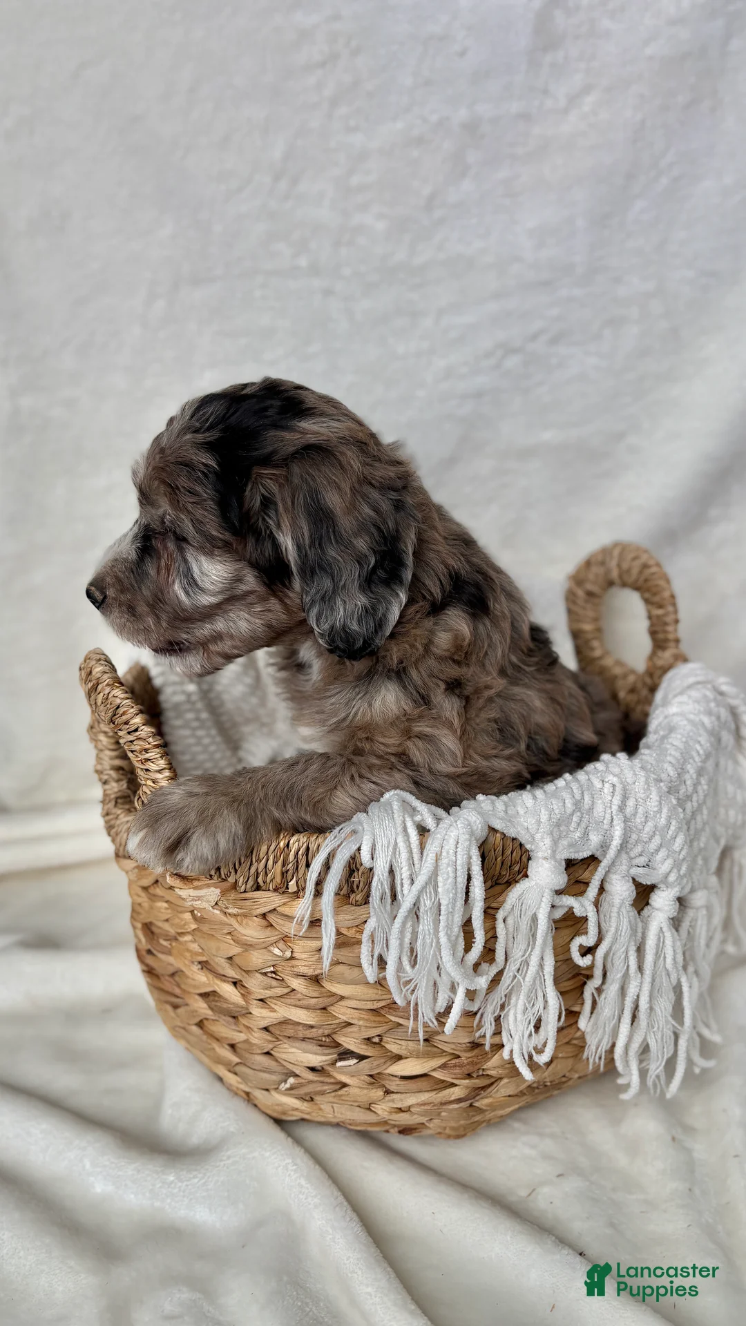 Bernedoodle dogs for sale: Bella - Ad 7