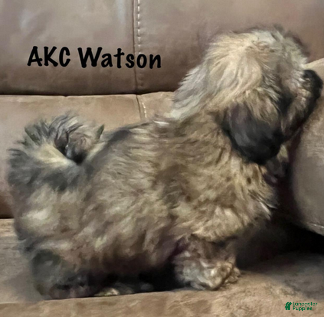 Shih Tzu dogs for sale: AKC Watson - Ad 4