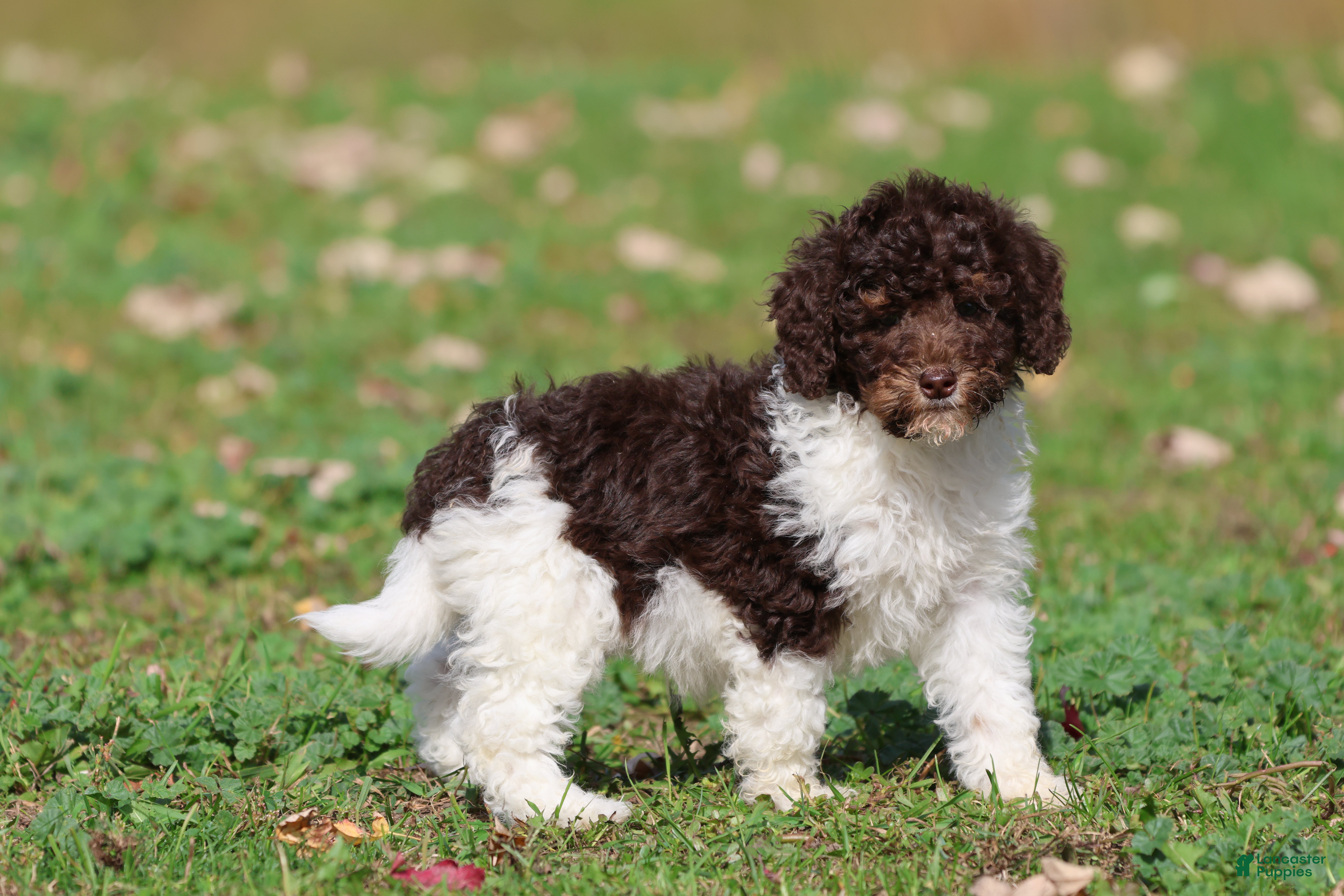 Mini Bernedoodle dogs Coffee And Cream - Ad 1