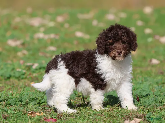 Mini Bernedoodle dogs for sale: Coffee And Cream - Ad 1