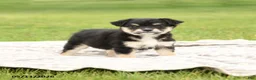 Mixed Breed dogs for sale: Nevada - Ad 1