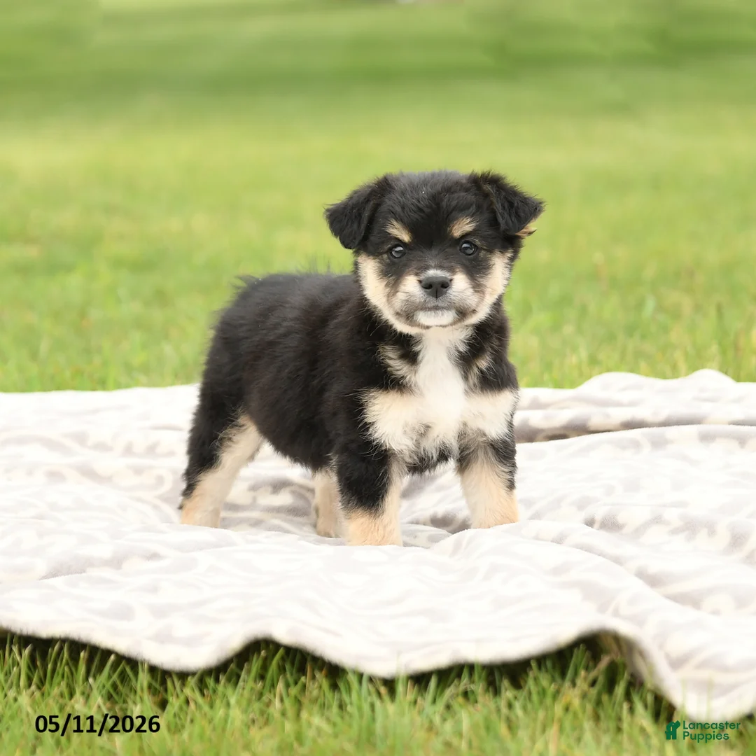 Mixed Breed dogs for sale: Nevada - Ad 1