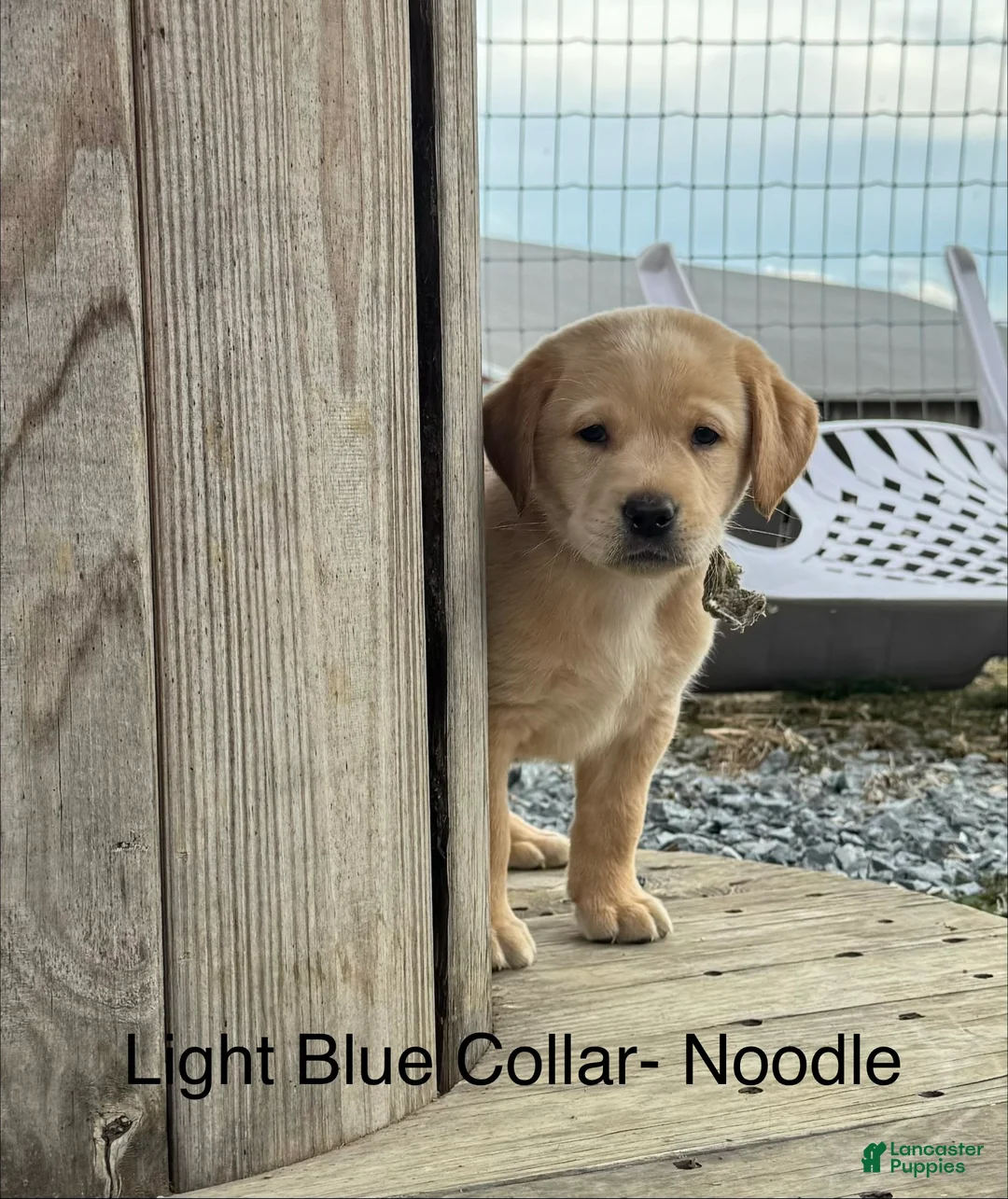 Labrador Retriever dogs for sale: Noodle- Light blue - Ad 1