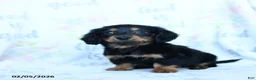 Miniature Dachshund dogs for sale: Tulip - Ad 3