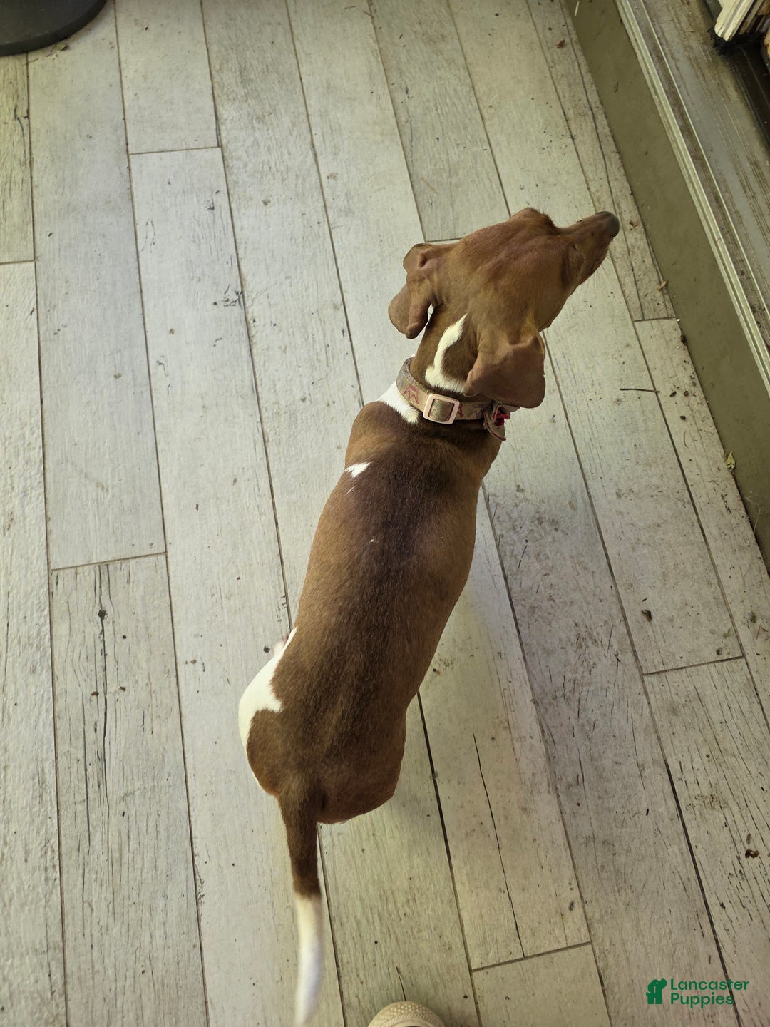 Mixed Breed dogs for sale: Ginger - Ad 10