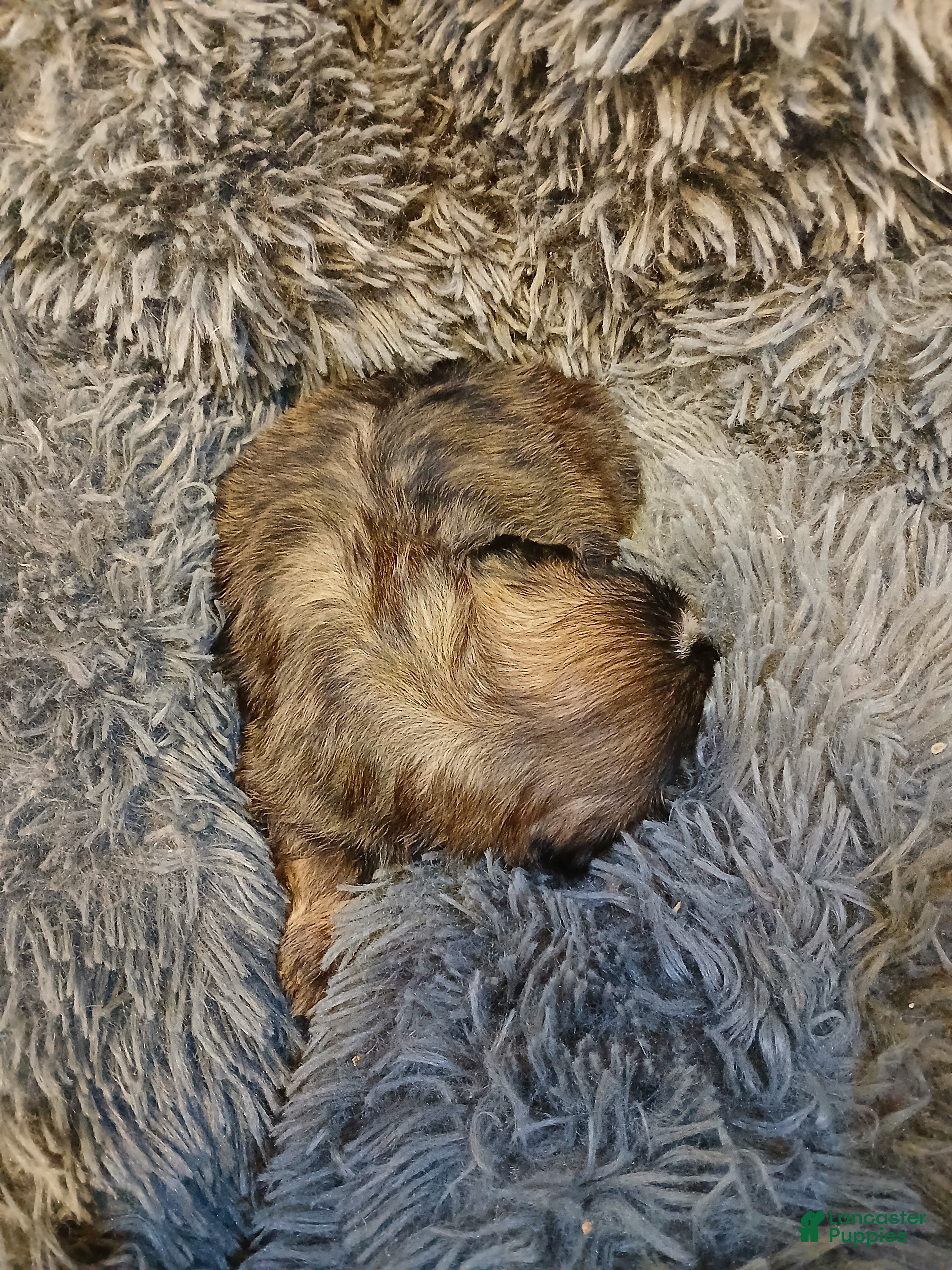 Shih Tzu dogs Bob - Ad 1