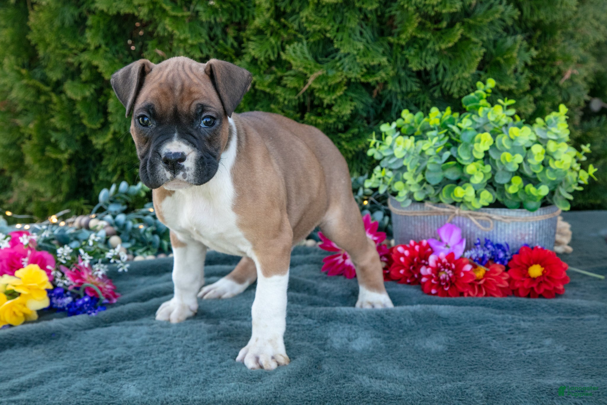 Boxer dogs T-Bone - Ad 1