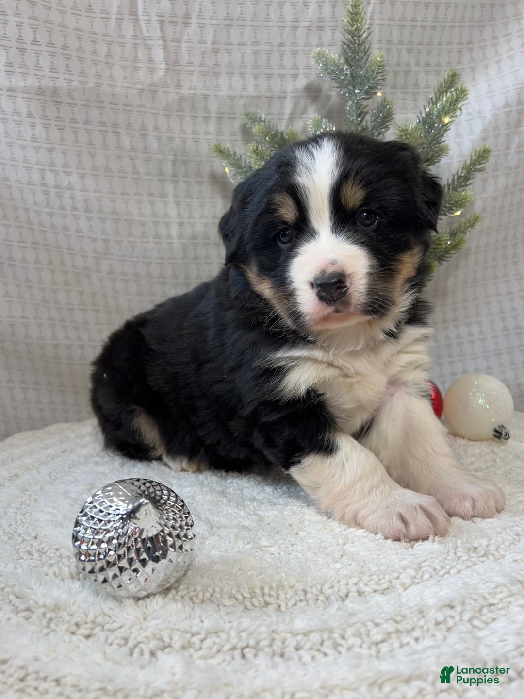 Mixed Breed dogs for sale: Jill - Ad 4