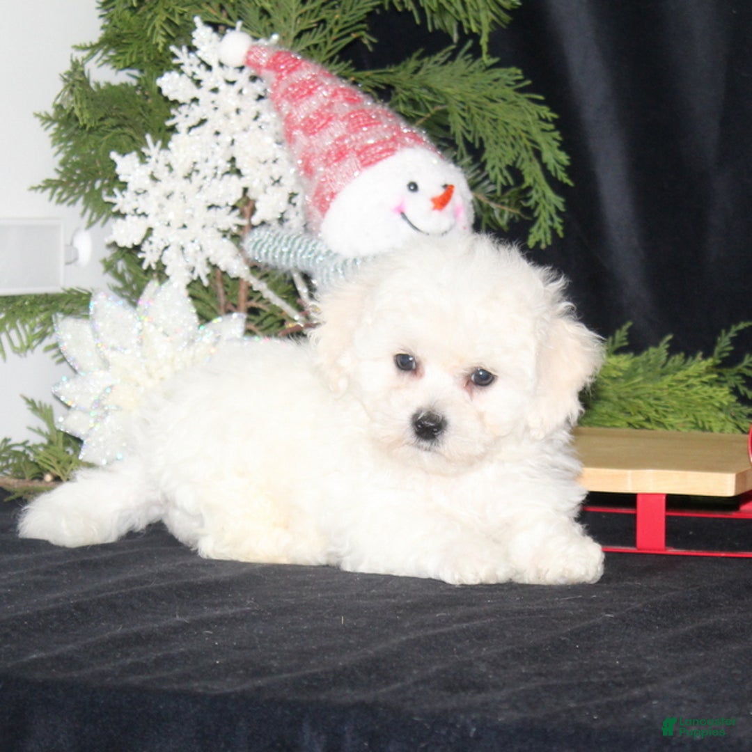 Bichon Frise dogs for sale: Lucas - Ad 3