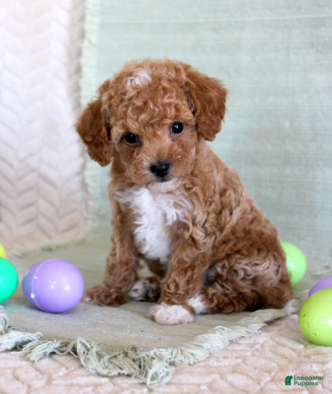Toy Poodle dogs for sale: Oscar - Ad 2