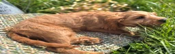 Cavapoo dogs for sale: Glacier - Ad 20