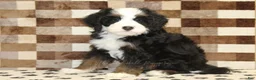 Mini Bernedoodle dogs for sale: Leo - Ad 1
