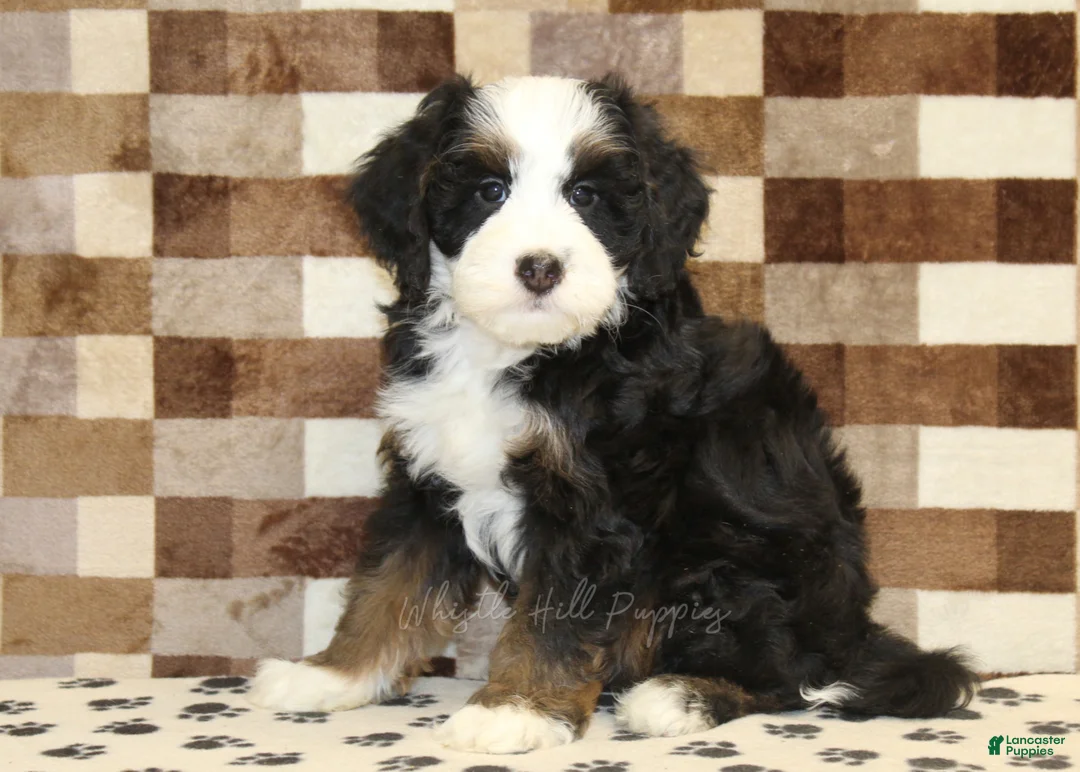 Mini Bernedoodle dogs for sale: Leo - Ad 1