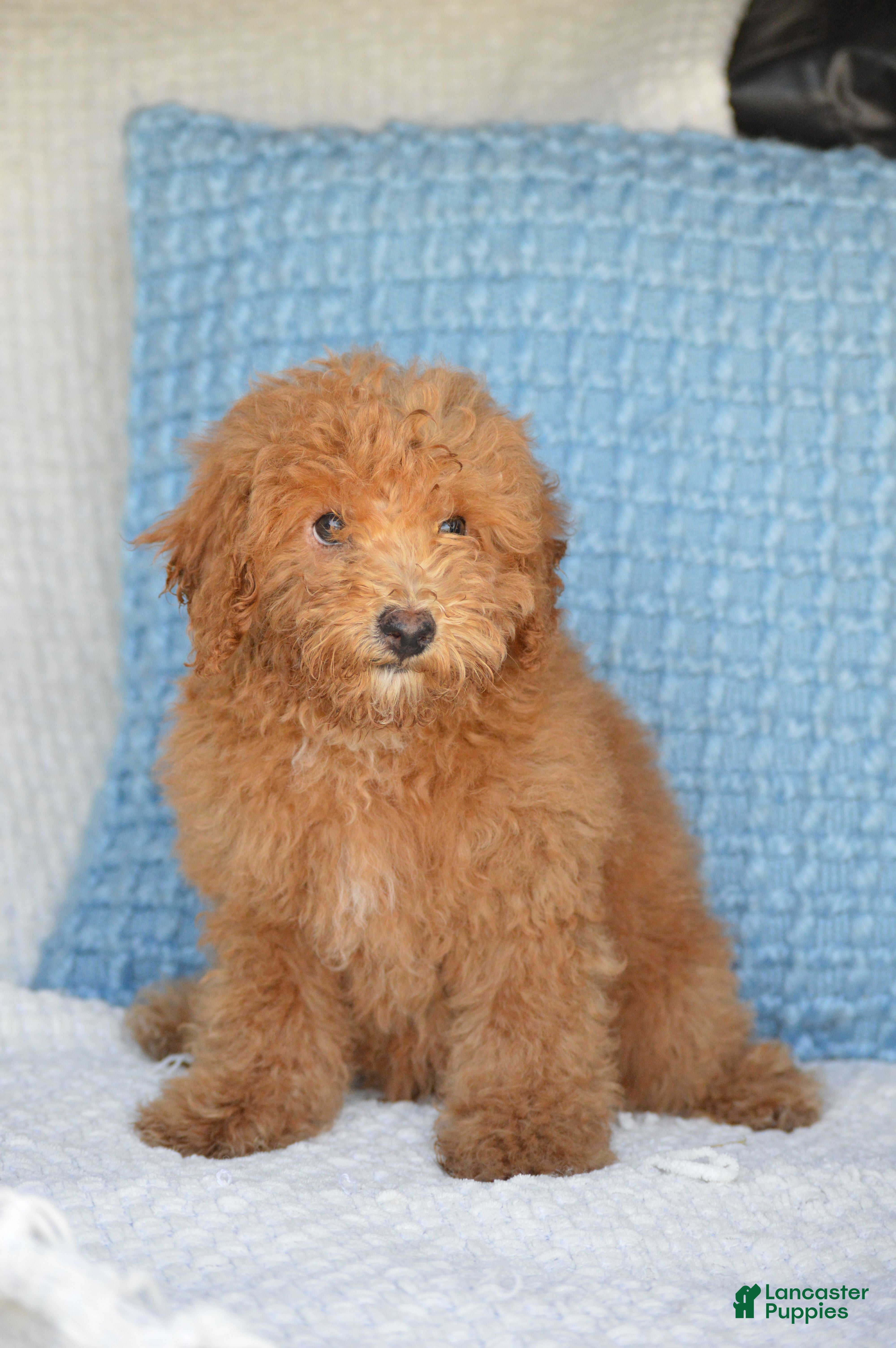 Mixed Breed dogs for sale: Shorty - Ad 3