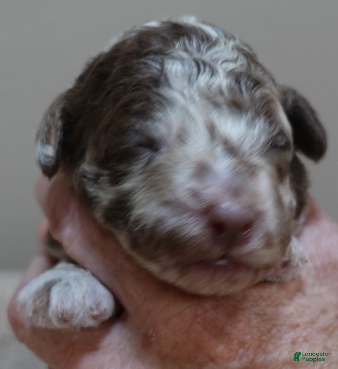 Toy Poodle dogs for sale: iven neutered 12/9/25 - Ad 17