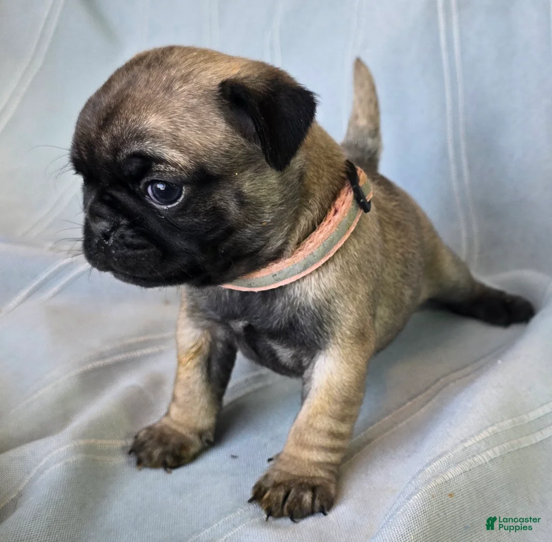Pug dogs for sale: Norma Jean - Ad 8
