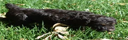Standard Poodle dogs for sale: Standard Poodle 4 Brown Phantom - Ad 10