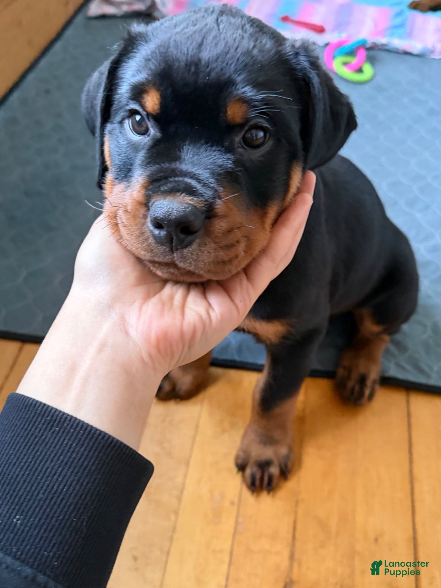 Rottweiler dogs for sale: Jelly - Ad 1