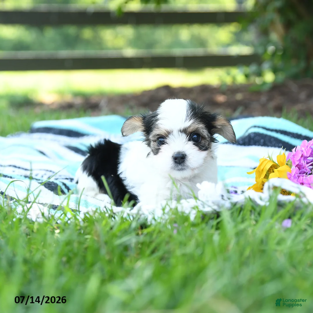 Mixed Breed dogs for sale: Lulu - Ad 3