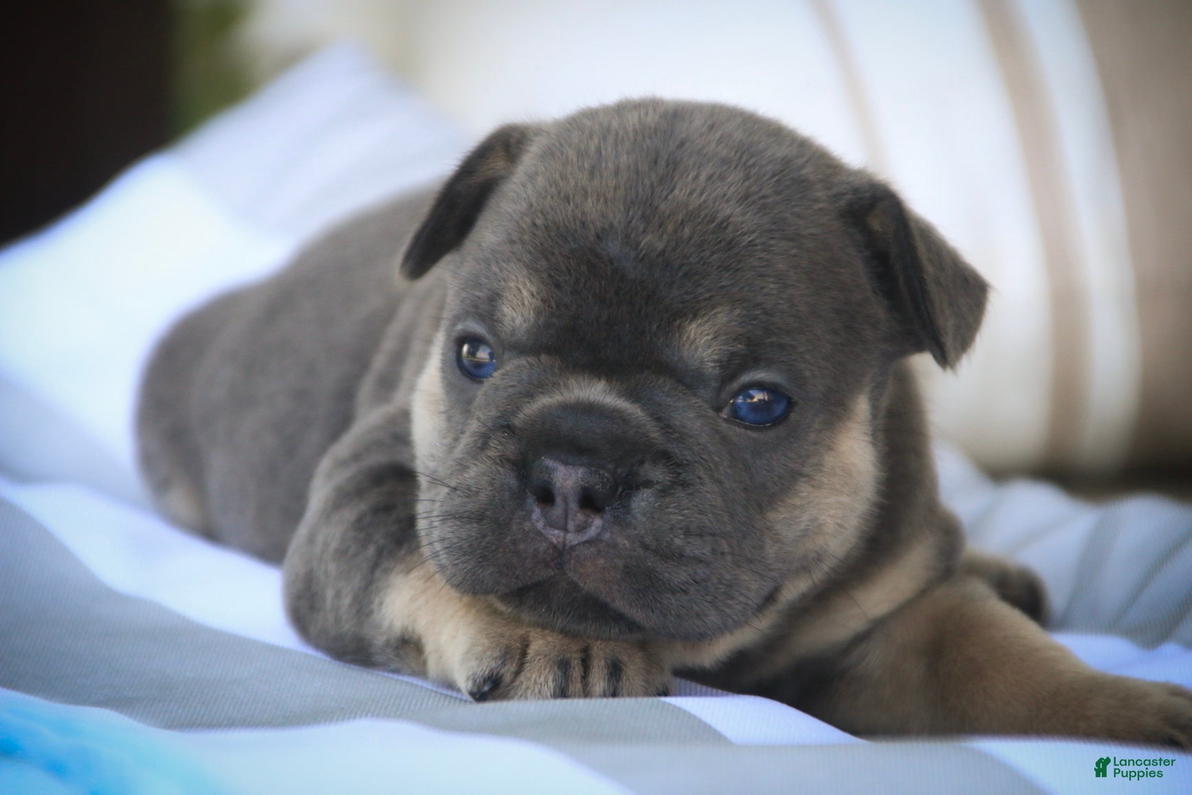 French Bulldog dogs Mia French Bulldog  - Ad 1